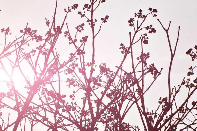 Impedit sit aspernatur animi saepe dicta at